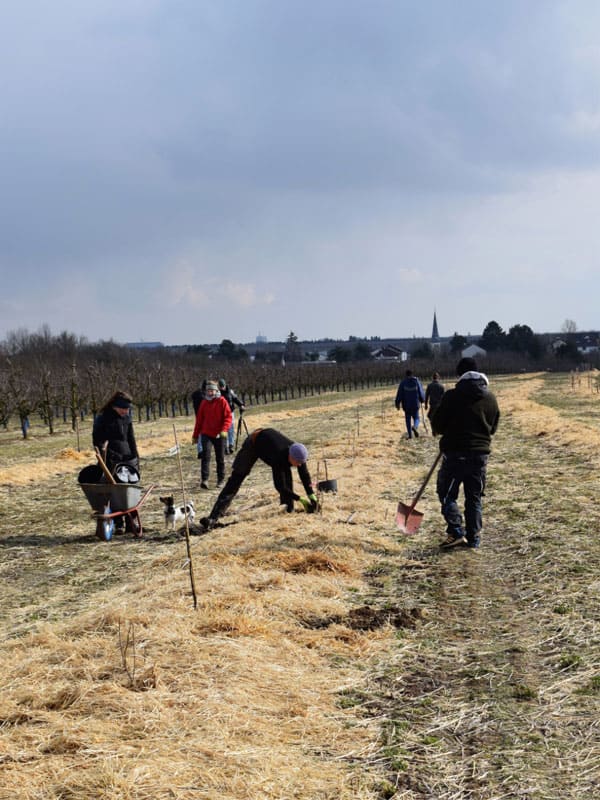 ein Projekt zum dynamischen Agroforst